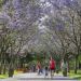 La Ciudad Hipócrita:  La Ciudad de Buenos Aires fue distinguida a nivel internacional por el cuidado de sus árboles
