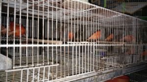 Rescataron más de 400 aves en un depósito de Parque Chacabuco